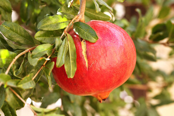 Pomegranate fruit