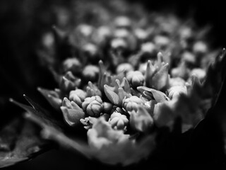 Close up of a hydrangea