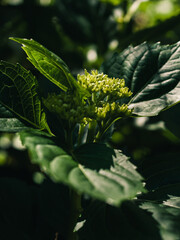 Hydrangea plant