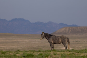 Wild Horse in the Utah Desert in Springtime