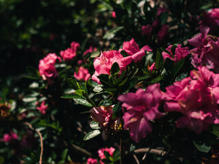 Fototapeta premium Pink flowers in the garden