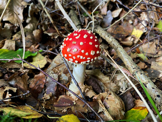 A forest mushroom growing among fallen leaves in the woods