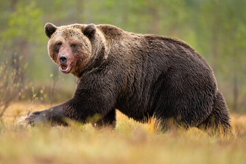 Large male brown bear walking in the autumn bog, face bloody after eating moose carcass
