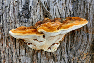 Inocutis rheades fungi growing at the base of a Tamarisk Tree on the seafront promenade at Arcachon, France

