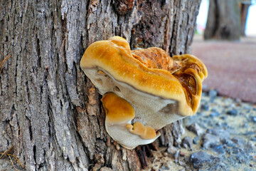 Inocutis rheades fungi growing at the base of a Tamarisk Tree on the seafront promenade at...