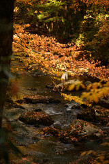 stream in autumn forest