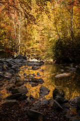 autumn forest stream