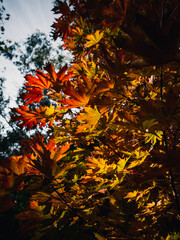 Autumn foliage