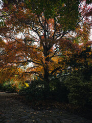 Obraz premium autumn in the park