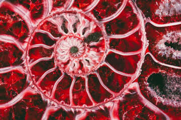 beautiful background red ammonite texture in section with the golden ratio macro photo close-up