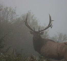 Elk Bull Antlers Fall Rut