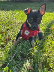 chihuahua puppy in the grass