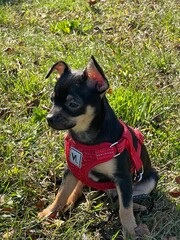 puppy