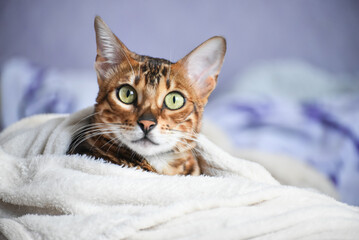 Portrait of adult  bengal kitten covered in white blanket, cute cat has a rest at home . Winter and autumn cold time.