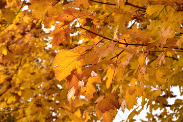 Autumn golden  leaves, photo of November nature. Fall time photo