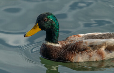 Ducks on moravia pond near Chomoutov village in fall cloudy day