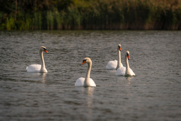 Swans on pond near Chomoutov village in autumn sunny day