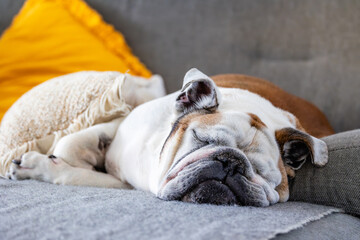 dog sleeping on the bed