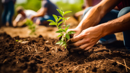Close up of person's hands planting plant in dirt.