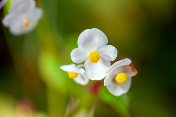 Hardy begonia, Begonia grandis