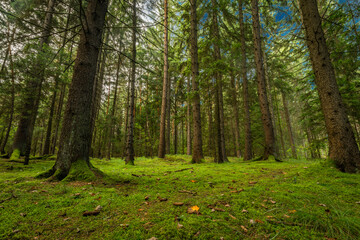 Forest in Strazovske hills in autumn cloudy day with green colors