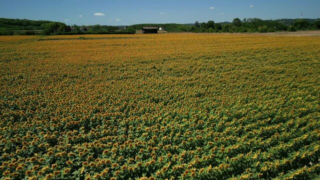 champs de tournesol en floraison l'&eacute;t&eacute; avec le ciel bleu - vue a&eacute;rienne en mouvement vers l'avant 