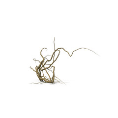 dead dry ivy