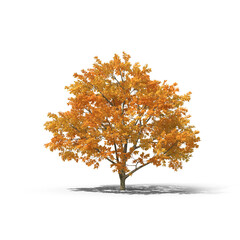 Autumn fall tree