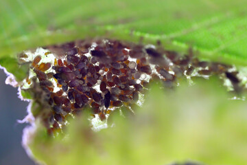 woolly aphid, gall aphid (Eriosoma ulmi, Schizoneura ulmi), winged and wingless insects inside the...