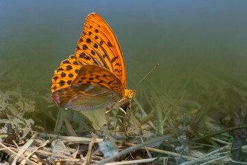 Silver-washed fritillary isolated on the ground. Argynnis paphia.