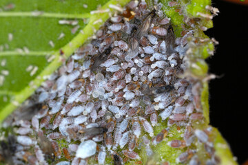 woolly aphid, gall aphid (Eriosoma ulmi, Schizoneura ulmi), winged and wingless insects inside the...
