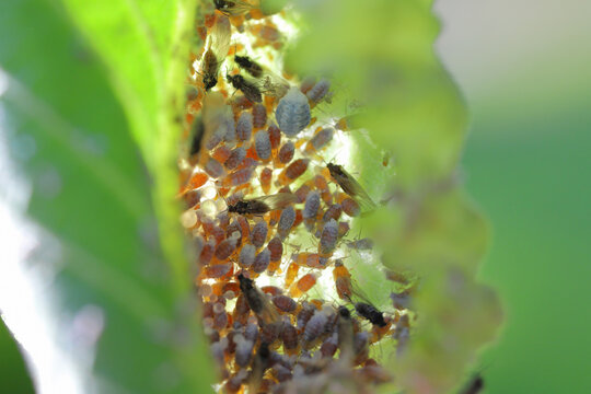 woolly aphid, gall aphid (Eriosoma ulmi, Schizoneura ulmi), winged and wingless insects inside the elm leaf.