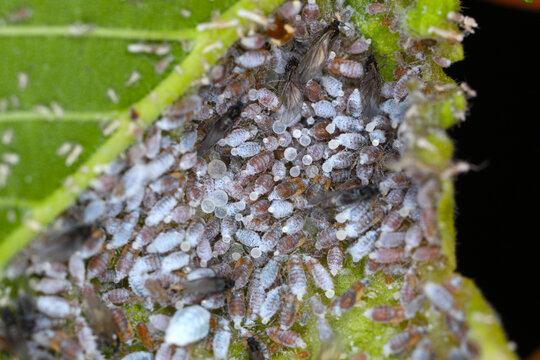 woolly aphid, gall aphid (Eriosoma ulmi, Schizoneura ulmi), winged and wingless insects inside the elm leaf.