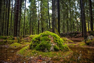 Stone overgrown with moss in the forest