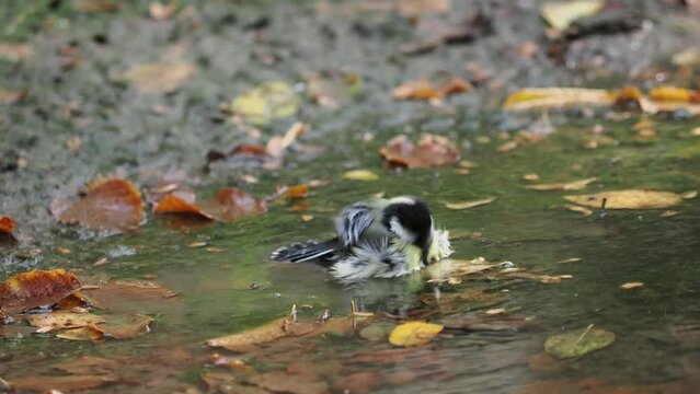 Great tit (Parus major), taking a bath in the pond