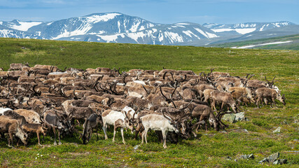 a herd of reindeer in the mountains of the polar Urals