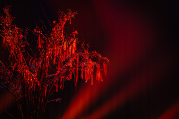 fire in the forest - obrazy, fototapety, plakaty