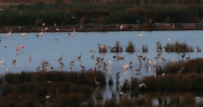 Wildlife ine the Camargue, Southern France, France