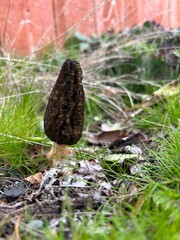 mushrooms on the ground