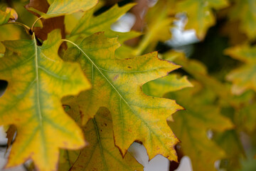 maple leaf