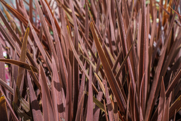 Cabbage palm Red Star, purple cordyline  background