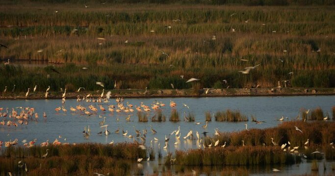 Wildlife ine the Camargue, Southern France, France