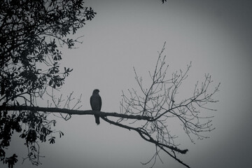 bird on a branch