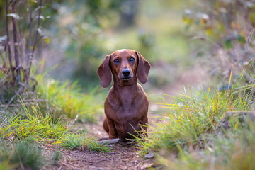 Full body short hair Dachshund dog looking pensive in natural surroundings straight at the camera with plenty of copy space in blurred green