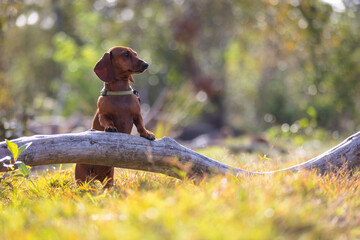 Short hair Dachshund dog looking pensive in natural surroundings standing on hind paws en leaning on fallen tree branch