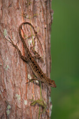 lizard on a tree
