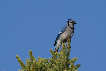Blue Jays on top of spruce tree high 