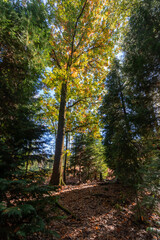 Autumn in the Portuguese woods, Gerês National Park