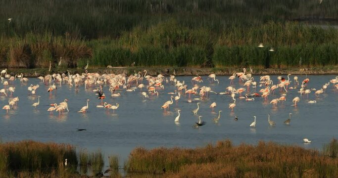 Wildlife ine the Camargue, Southern France, France