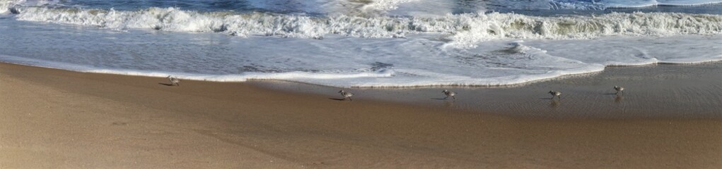 Sandpipers making a beeline on the shore in search of food the waves would bring, Assateague, MD,...